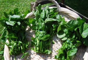 Water Cress bunch