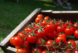 Tomatoes Cherry Vine  250g