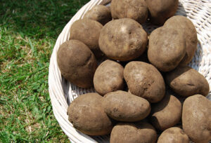 Potatoes Maris Piper for Roasting (per kg)