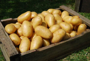 New Potatoes / Salad Potatoes (per kg)
