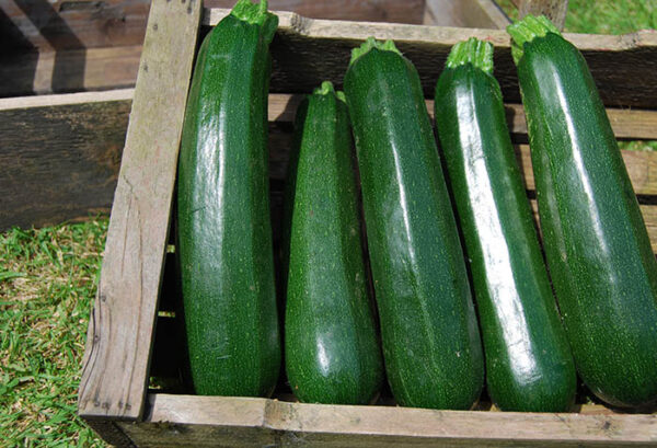 Courgettes (500g)