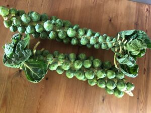 Sprout Stalk (each) NEW IN ! Isle of Wight